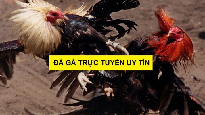 Trang đá gà online trực tiếp uy tín - Jun88 có ưu điểm gì nổi bật? 3 da ga online truc tiep 2